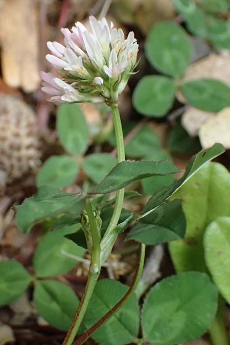 Trifolium physodes \ Geschwollener Klee / Bladder Clover, Kefalonia/Cephalonia Sami 22.4.2024