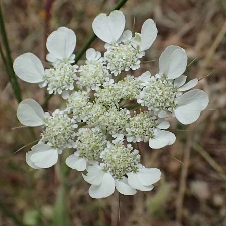 Tordylium officinale \ Arznei-Zirmet / Small Hartwort, Kefalonia/Cephalonia Agia Evfimia 16.4.2024