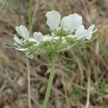 Tordylium officinale \ Arznei-Zirmet / Small Hartwort, Kefalonia/Cephalonia Agia Evfimia 16.4.2024