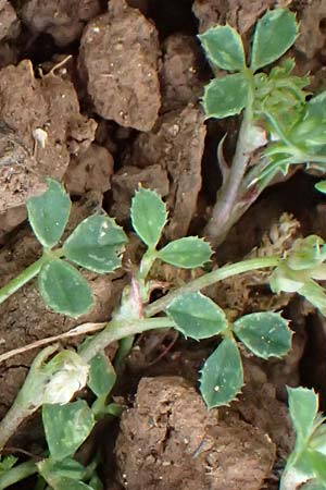 Trifolium nigrescens \ Schwarzwerdender Klee / Small White Clover, Ball Clover, Kefalonia/Cephalonia Old Vlachata 22.4.2024
