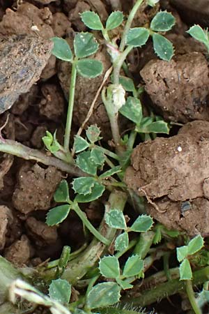 Trifolium nigrescens \ Schwarzwerdender Klee / Small White Clover, Ball Clover, Kefalonia/Cephalonia Old Vlachata 22.4.2024