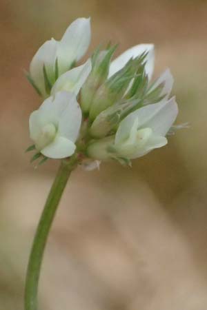 Trifolium nigrescens \ Schwarzwerdender Klee / Small White Clover, Ball Clover, Kefalonia/Cephalonia Old Vlachata 22.4.2024