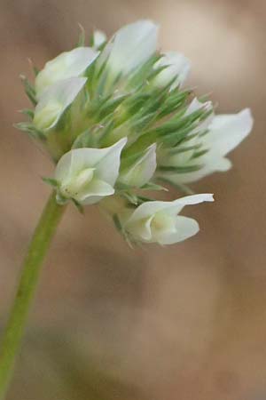 Trifolium nigrescens \ Schwarzwerdender Klee / Small White Clover, Ball Clover, Kefalonia/Cephalonia Old Vlachata 22.4.2024