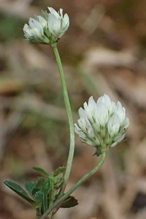 Trifolium nigrescens \ Schwarzwerdender Klee / Small White Clover, Ball Clover, Kefalonia/Cephalonia Old Vlachata 22.4.2024