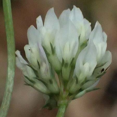 Trifolium nigrescens \ Schwarzwerdender Klee / Small White Clover, Ball Clover, Kefalonia/Cephalonia Old Vlachata 22.4.2024