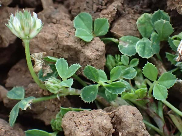 Trifolium nigrescens \ Schwarzwerdender Klee / Small White Clover, Ball Clover, Kefalonia/Cephalonia Old Vlachata 22.4.2024