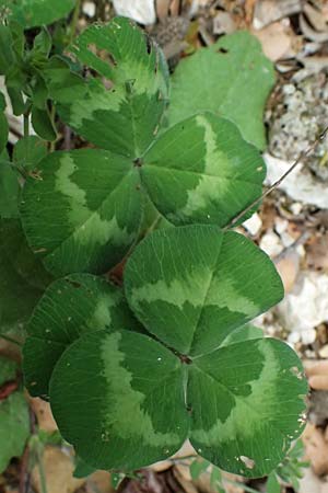 Trifolium subterraneum \ Bodenbrtiger Klee / Subterranean Clover, Kefalonia/Cephalonia Paralia Trapezaki 21.4.2024