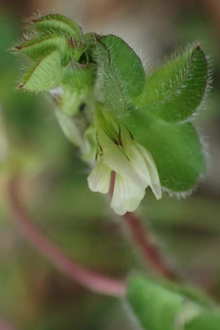 Trifolium subterraneum \ Bodenbrtiger Klee / Subterranean Clover, Kefalonia/Cephalonia Paralia Trapezaki 21.4.2024