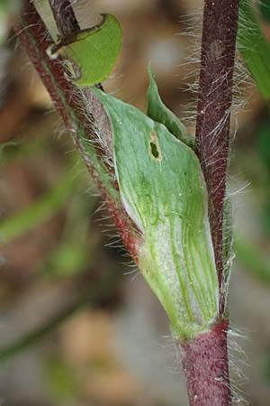 Trifolium subterraneum \ Bodenbrtiger Klee / Subterranean Clover, Kefalonia/Cephalonia Paralia Trapezaki 21.4.2024
