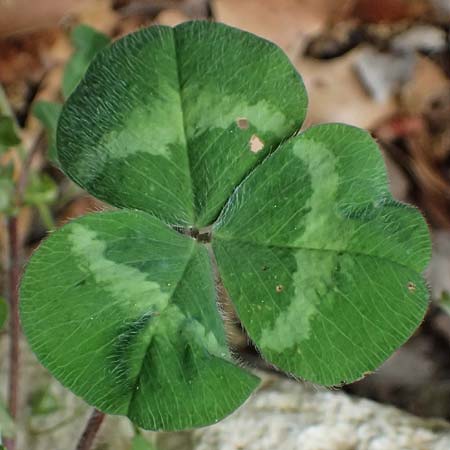 Trifolium subterraneum \ Bodenbrtiger Klee / Subterranean Clover, Kefalonia/Cephalonia Paralia Trapezaki 21.4.2024