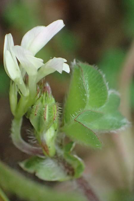 Trifolium subterraneum \ Bodenbrtiger Klee / Subterranean Clover, Kefalonia/Cephalonia Paralia Trapezaki 21.4.2024