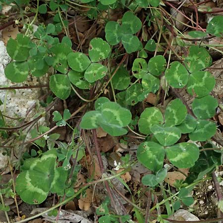 Trifolium subterraneum \ Bodenbrtiger Klee / Subterranean Clover, Kefalonia/Cephalonia Paralia Trapezaki 21.4.2024