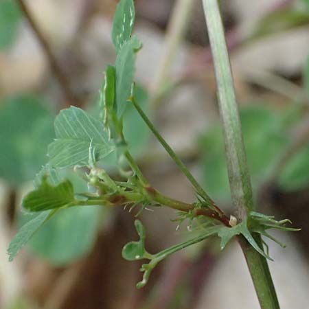 Trifolium subterraneum \ Bodenbrtiger Klee / Subterranean Clover, Kefalonia/Cephalonia Paralia Trapezaki 21.4.2024