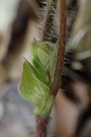 Trifolium subterraneum \ Bodenbrtiger Klee / Subterranean Clover, Kefalonia/Cephalonia Paralia Trapezaki 21.4.2024