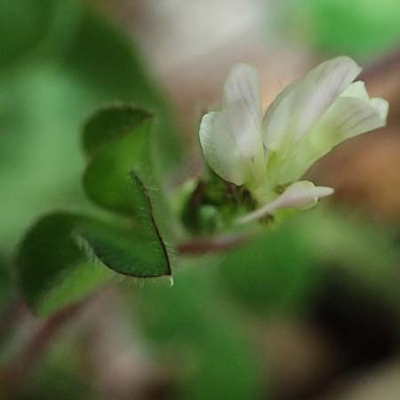 Trifolium subterraneum \ Bodenbrtiger Klee / Subterranean Clover, Kefalonia/Cephalonia Paralia Trapezaki 21.4.2024