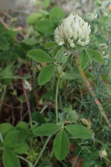 Trifolium pallidum \ Bleicher Klee, Mor�nen-Klee, Kefalonia Fiskardo 16.4.2024