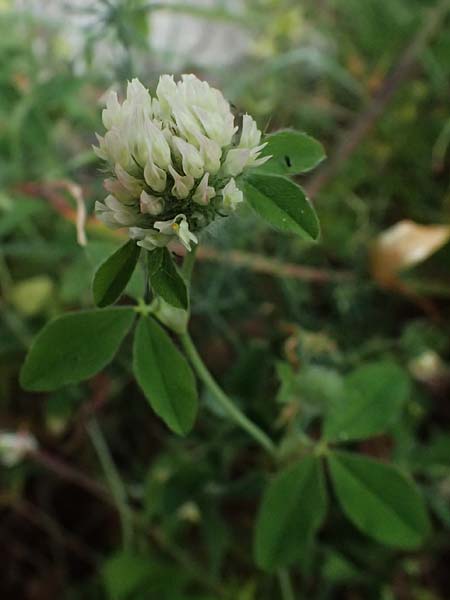 Trifolium pallidum \ Bleicher Klee, Mor�nen-Klee, Kefalonia Fiskardo 16.4.2024