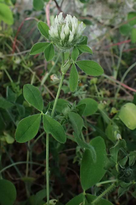 Trifolium pallidum \ Bleicher Klee, Mor�nen-Klee, Kefalonia Fiskardo 16.4.2024