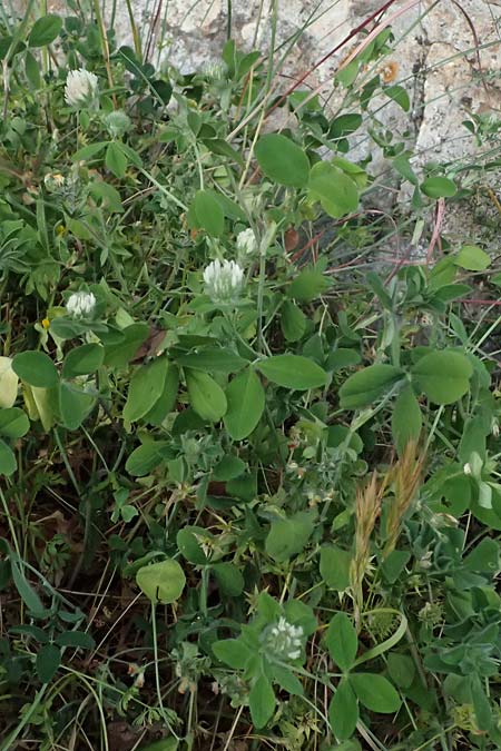 Trifolium pallidum \ Bleicher Klee, Mor�nen-Klee, Kefalonia Fiskardo 16.4.2024