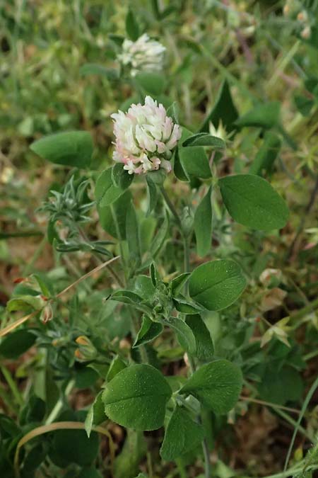 Trifolium pallidum \ Bleicher Klee, Mor�nen-Klee, Kefalonia Fiskardo 16.4.2024