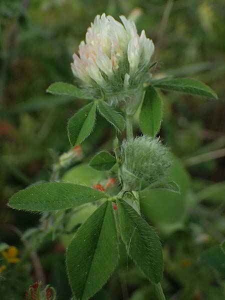 Trifolium pallidum \ Bleicher Klee, Mor�nen-Klee, Kefalonia Fiskardo 16.4.2024