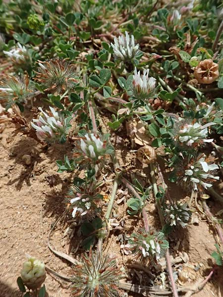 Trifolium cherleri \ Cherlers Klee / Cherler's Clover, Hairy Clover, Kefalonia/Cephalonia Kap Mounda 17.4.2024