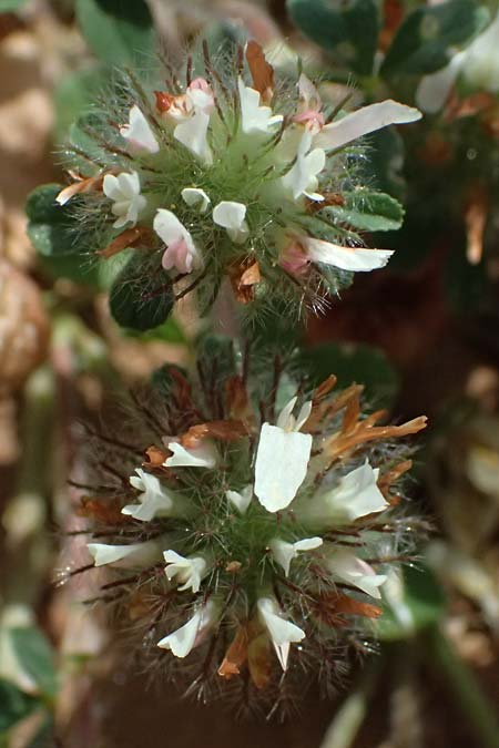 Trifolium cherleri \ Cherlers Klee / Cherler's Clover, Hairy Clover, Kefalonia/Cephalonia Kap Mounda 17.4.2024