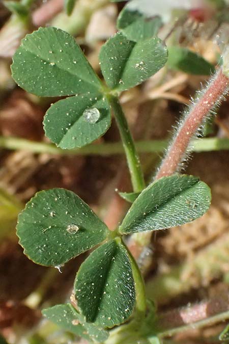 Trifolium cherleri \ Cherlers Klee / Cherler's Clover, Hairy Clover, Kefalonia/Cephalonia Kap Mounda 17.4.2024