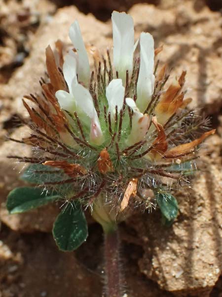 Trifolium cherleri \ Cherlers Klee / Cherler's Clover, Hairy Clover, Kefalonia/Cephalonia Kap Mounda 17.4.2024
