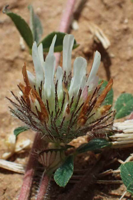 Trifolium cherleri \ Cherlers Klee / Cherler's Clover, Hairy Clover, Kefalonia/Cephalonia Kap Mounda 17.4.2024