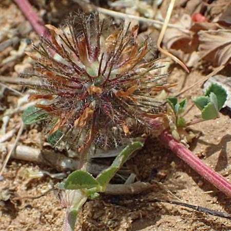 Trifolium cherleri \ Cherlers Klee / Cherler's Clover, Hairy Clover, Kefalonia/Cephalonia Kap Mounda 17.4.2024