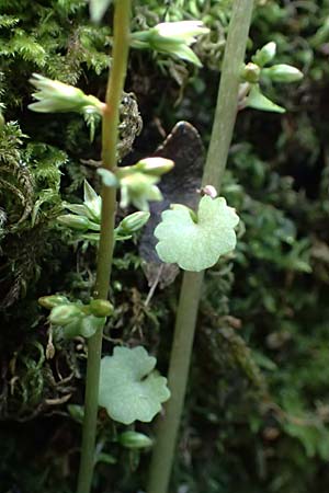 Umbilicus horizontalis \ Waagerechtes Nabelkraut / Narrow Navelwort, Kefalonia/Cephalonia Karavomylos 20.4.2024