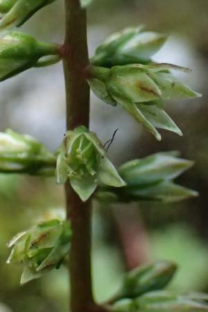 Umbilicus horizontalis \ Waagerechtes Nabelkraut / Narrow Navelwort, Kefalonia/Cephalonia Karavomylos 20.4.2024