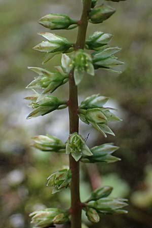 Umbilicus horizontalis \ Waagerechtes Nabelkraut / Narrow Navelwort, Kefalonia/Cephalonia Karavomylos 20.4.2024