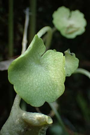 Umbilicus horizontalis \ Waagerechtes Nabelkraut / Narrow Navelwort, Kefalonia/Cephalonia Karavomylos 20.4.2024