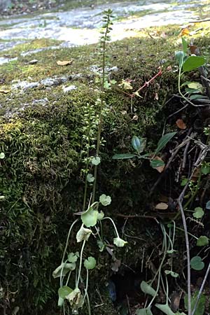 Umbilicus horizontalis \ Waagerechtes Nabelkraut / Narrow Navelwort, Kefalonia/Cephalonia Karavomylos 20.4.2024