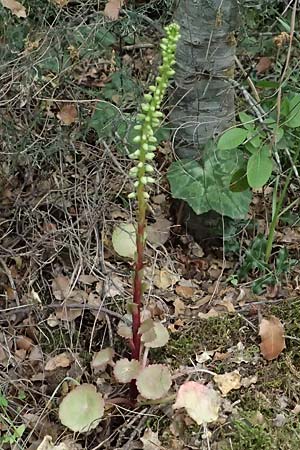 Umbilicus horizontalis \ Waagerechtes Nabelkraut / Narrow Navelwort, Kefalonia/Cephalonia Paralia Trapezaki 21.4.2024