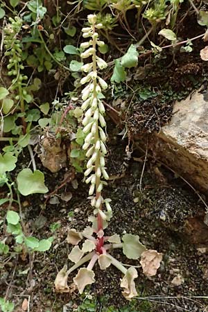 Umbilicus rupestris \ Hngendes Nabelkraut / Navelwort, Kefalonia/Cephalonia Old Vlachata 22.4.2024