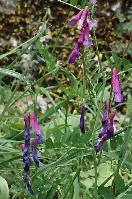 Vicia villosa subsp. microphylla \ Kleinblttige Wicke / Small-Leaved Fodder Vetch, Kefalonia/Cephalonia Komitata 16.4.2024