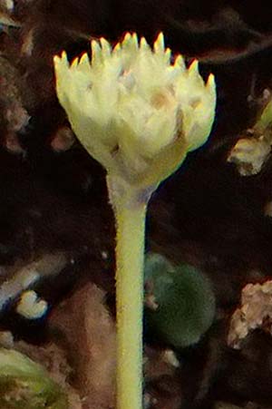 Valerianella dentata \ Gezhnter Feld-Salat / Narrowfruit Corn Salad, Kefalonia/Cephalonia Old Vlachata 22.4.2024