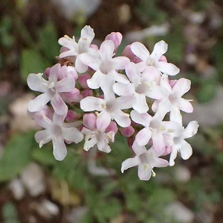 Valeriana dioscoridis \ Dioskorides-Baldrian / Dioscoridis Valerian, Kefalonia/Cephalonia Ainos 18.4.2024