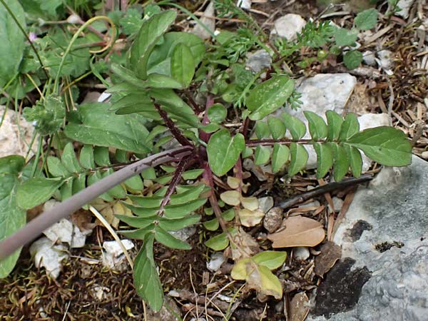 Valeriana dioscoridis \ Dioskorides-Baldrian / Dioscoridis Valerian, Kefalonia/Cephalonia Ainos 18.4.2024