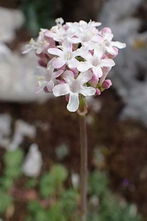 Valeriana dioscoridis \ Dioskorides-Baldrian / Dioscoridis Valerian, Kefalonia/Cephalonia Ainos 18.4.2024