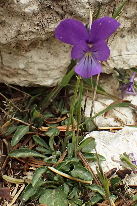 Viola cephalonica \ Kefalonia-Veilchen / Cephalonia Pansy, Kefalonia/Cephalonia Ainos 23.4.2024
