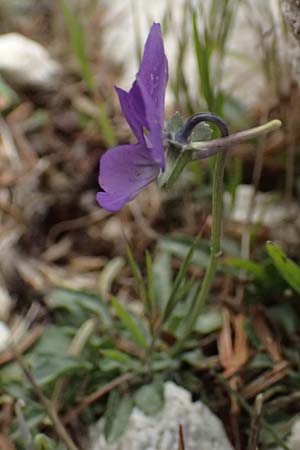 Viola cephalonica \ Kefalonia-Veilchen / Cephalonia Pansy, Kefalonia/Cephalonia Ainos 23.4.2024