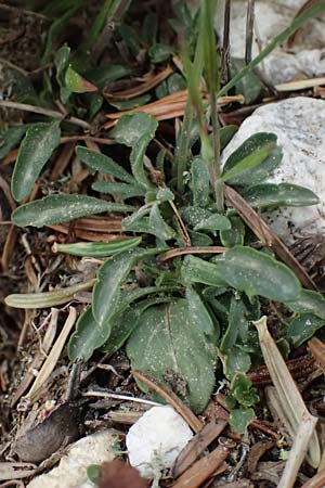 Viola cephalonica \ Kefalonia-Veilchen / Cephalonia Pansy, Kefalonia/Cephalonia Ainos 23.4.2024
