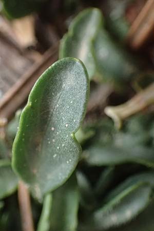 Viola cephalonica \ Kefalonia-Veilchen / Cephalonia Pansy, Kefalonia/Cephalonia Ainos 23.4.2024
