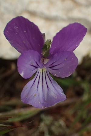 Viola cephalonica \ Kefalonia-Veilchen / Cephalonia Pansy, Kefalonia/Cephalonia Ainos 23.4.2024