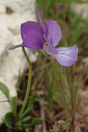 Viola cephalonica \ Kefalonia-Veilchen / Cephalonia Pansy, Kefalonia/Cephalonia Ainos 23.4.2024