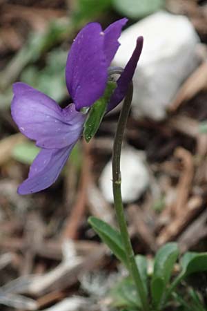 Viola cephalonica \ Kefalonia-Veilchen / Cephalonia Pansy, Kefalonia/Cephalonia Ainos 23.4.2024